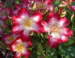 Rosa R 'Star Profusion'®  Róża okrywowa /C1,5