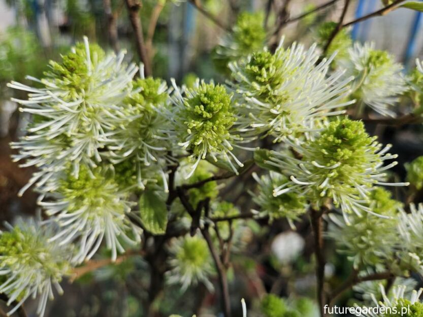 Fotergilla pośrednia Fothergilla intermedia BEAVER CREEK 'KLMtwo' 8-letnia C7,5/1m *K14