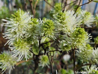 Fotergilla pośrednia Fothergilla intermedia BEAVER CREEK 'KLMtwo' 8-letnia C7,5/1m *K14