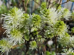 Fotergilla pośrednia Fothergilla intermedia BEAVER CREEK 'KLMtwo' 8-letnia C7,5/1m *K14