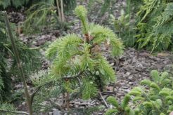 Daglezja zielona SERPENTINE Pseudotsuga menziesii C3,5/50-60cm