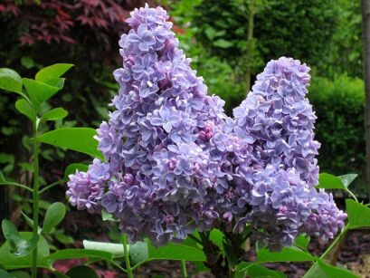 Lilak pospolity CARPE DIEM 'Evert de Gier' Syringa vulgaris 