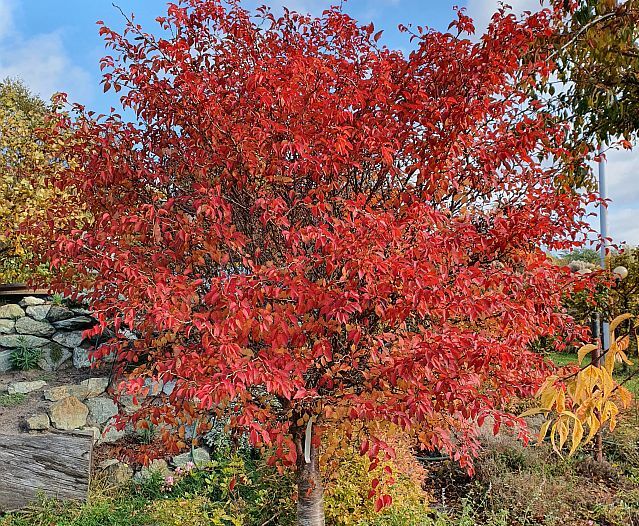 Wiśnia wczesna Kojou-no-mai na PNIU Prunus incisa C5/Pa60(100)cm *K6