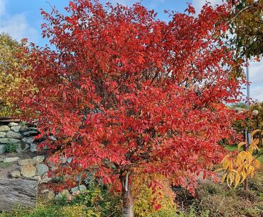 Wiśnia wczesna Kojou-no-mai na PNIU Prunus incisa C5/Pa60(100)cm *K6