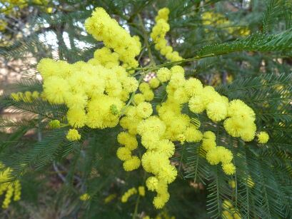 Acacia dealbata syn.Acacia decurrens Akacja srebrzysta C5/1,5m *K14