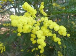 Acacia dealbata syn.Acacia decurrens Akacja srebrzysta C5/1,5m *K14