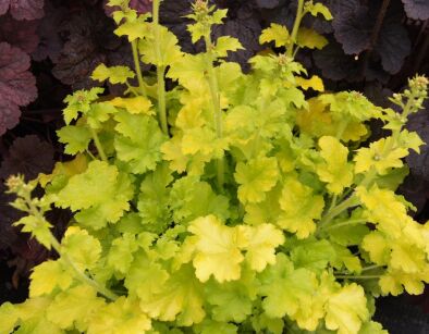 Heuchera 'Winter Joy' Żurawka /C2