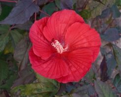 Hibiscus wielkokwiatowy MIDNIGHT MARVEL Ketmia /C5 *32T
