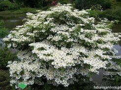 Kalina japońska WATANABE na PNIU Viburnum plicatum 'Nanum Semperflorens' C5/Pa60cm *K15