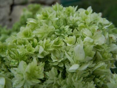 Hortensja krzewiasta Hayes Starburst Hydrangea arborescens /C3 *P26