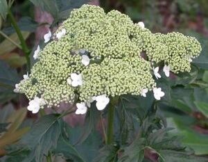 Hortensja krzewiasta EMERALD LACE Hydrangea arborescens /C10 *K19