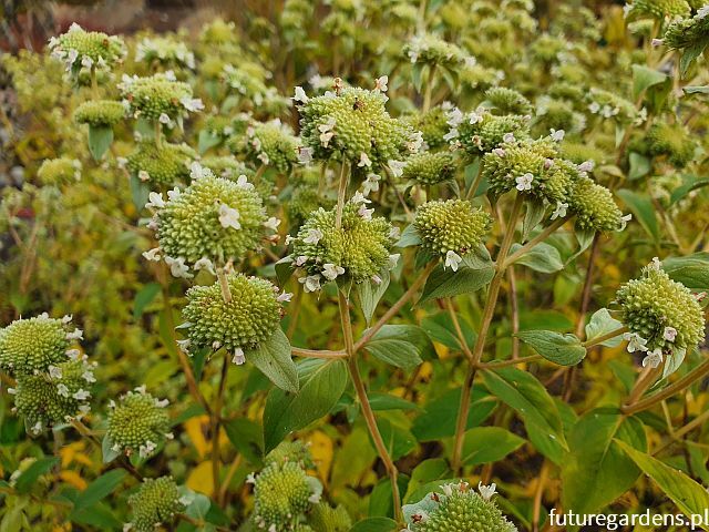 Mięta górska Pycnanthemum pilosum /C2 *K16