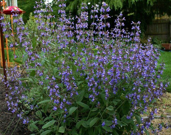 Szałwia lekarska Salvia officinalis /P14 *T7