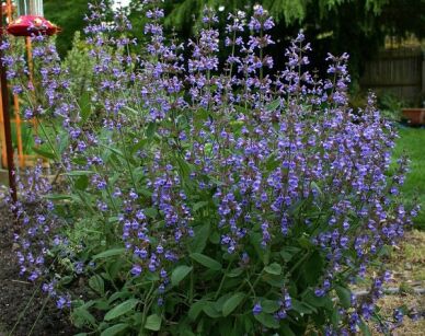 Szałwia lekarska Salvia officinalis /P14 *T7