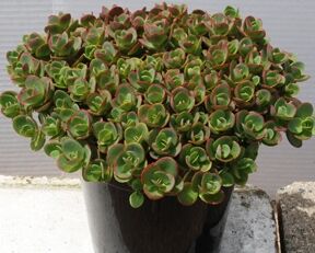 Sedum SunSparkle® 'Lime Zinger' PBR Rozchodnik /C2  