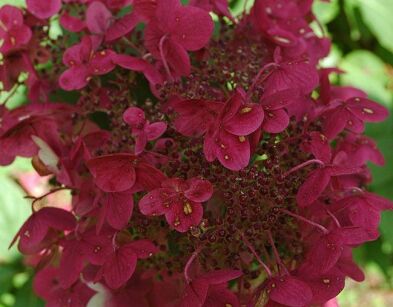 Hortensja wiechowata WIM'S RED Hydrangea paniculata /C5 *K18