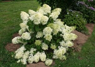 Hortensja bukietowa DIAMANTINO PBR 'Ren 101'  Hydrangea paniculata /P15