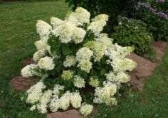 Hortensja bukietowa DIAMANTINO PBR 'Ren 101'  Hydrangea paniculata /P15