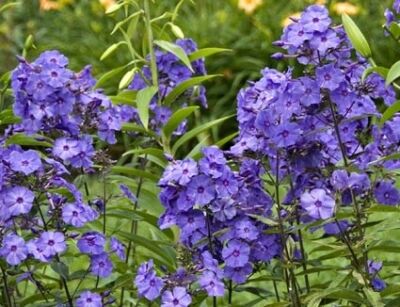 Płomyk wiechowaty BLUE BOY Phlox paniculata Floks /P9 *7