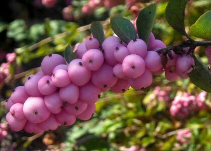 Śnieguliczka Doorenbosa MOTHER OF PEARL Symphoricarpos ×doorenbosii C3/50cm