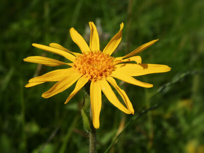 Arnika górska Arnica montana /P9 *16