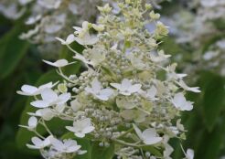 Hortensja wiechowata CONFETTI 'Vlasveld 02' PBR Hydrangea paniculata /C7,5 *K18