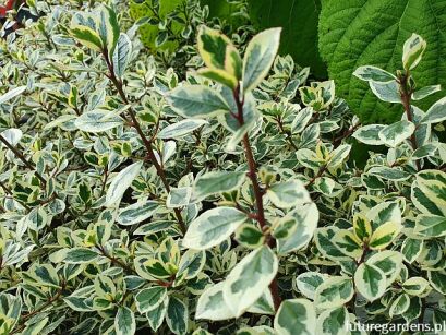 Rhamnus alaternus ARGENTEOVARIEGATA Rokitnik włoski C2/20cm *P26