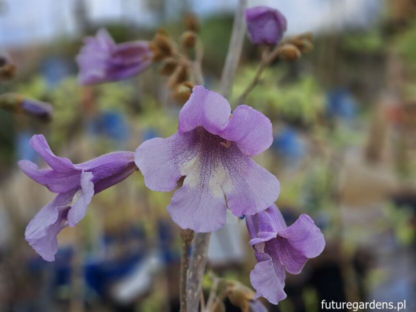 Paulownia fortunei FAST BLUE C5/80cm *T71