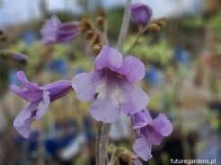 Paulownia fortunei FAST BLUE C5/80cm *T71