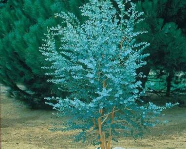 Eukaliptus górski AZURA Eucaliptus gunni E.niebieski C12/1,8m *K25