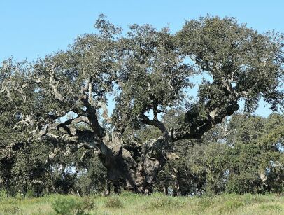 Dąb Korkowy Quercus suber C2/80-100cm *K14w8