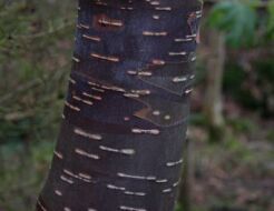 Brzoza pożyteczna PARKWOOD Betula utilis C3/80-100cm *6