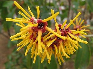 Oczar wiosenny 'SANDRA' Hamamelis vernalis