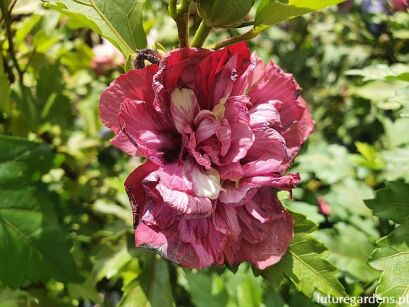 Hibiscus DUC de BRABANT na PLECIONYM PNIU Ketmia syryjska C5/Pa40-50(80)cm *6