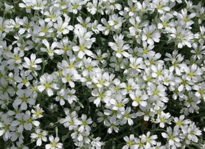 Rogownica kutnerowata  Cerastium tomentosum /P9