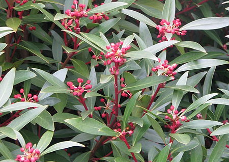 Drimys lanceolata syn. Tasmannia lanceolata C3/30cm *K14w9