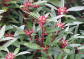 Drimys lanceolata RED SPICE syn. Tasmannia lanceolata C2/20-30cm *G