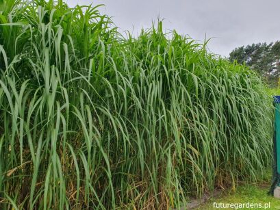 Miskant olbrzymi Miscanthus giganteus /C5 *K5