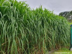 Miskant olbrzymi Miscanthus giganteus /C5 *K5