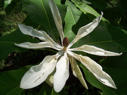 Magnolia PARASOLOWATA Magnolia tripetala C10/1,2-1,5m *TS
