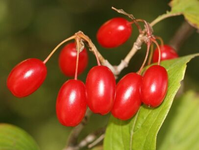 Dereń lekarski Cornus officinalis C3/50-70cm *22K