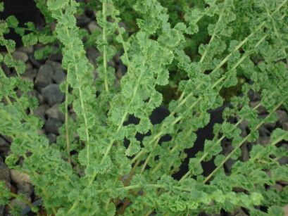 Wietlica samicza FRIZELLIAE Athyrium filix-femina /P11 