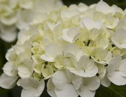 Hortensja bukietowa WHITE DIAMONDS  Hydrangea paniculata 'HYPMAD I'