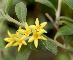 Corokia virgata SUNSPLASH® C2/40-60cm *K14