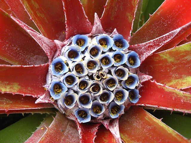 Fascicularia bicolor syn. Fascicularia audina /C3 *T61-62