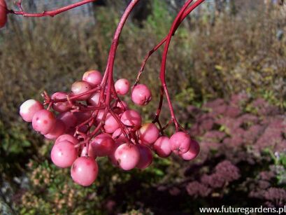 Jarząb pospolity odm. 'CORAL PINK' Sorbus aucuparia C5/1,5-1,8m