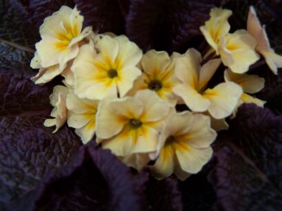 Pierwiosnek CLADDAGH Primula vulgaris 