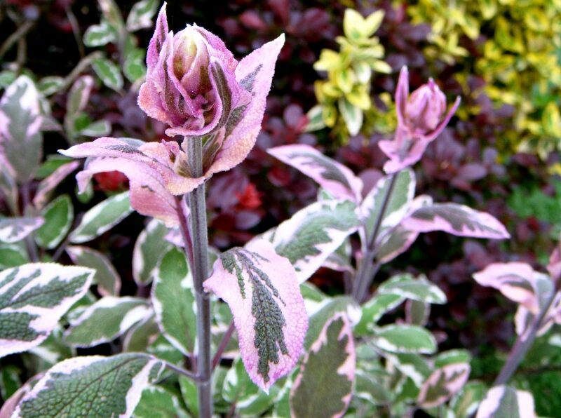 Szałwia lekarska TRICOLOR Salvia officinalis /C2