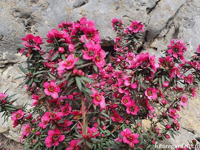 Manuka LAROUGE® Leptospermum scoparium Drzewko herbaciane C2/10-20cm *K15w2