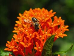 Trojeść bulwiasta pomarańczowa Asclepias tuberoza /P11